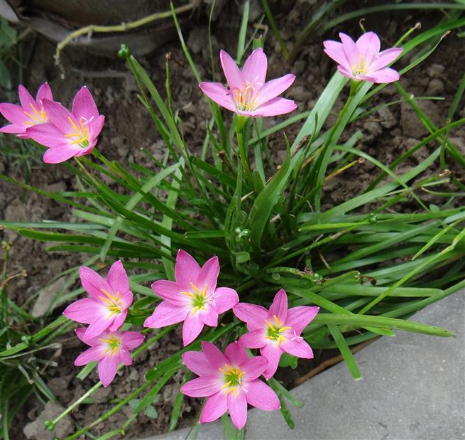 Zephyranthes rosea